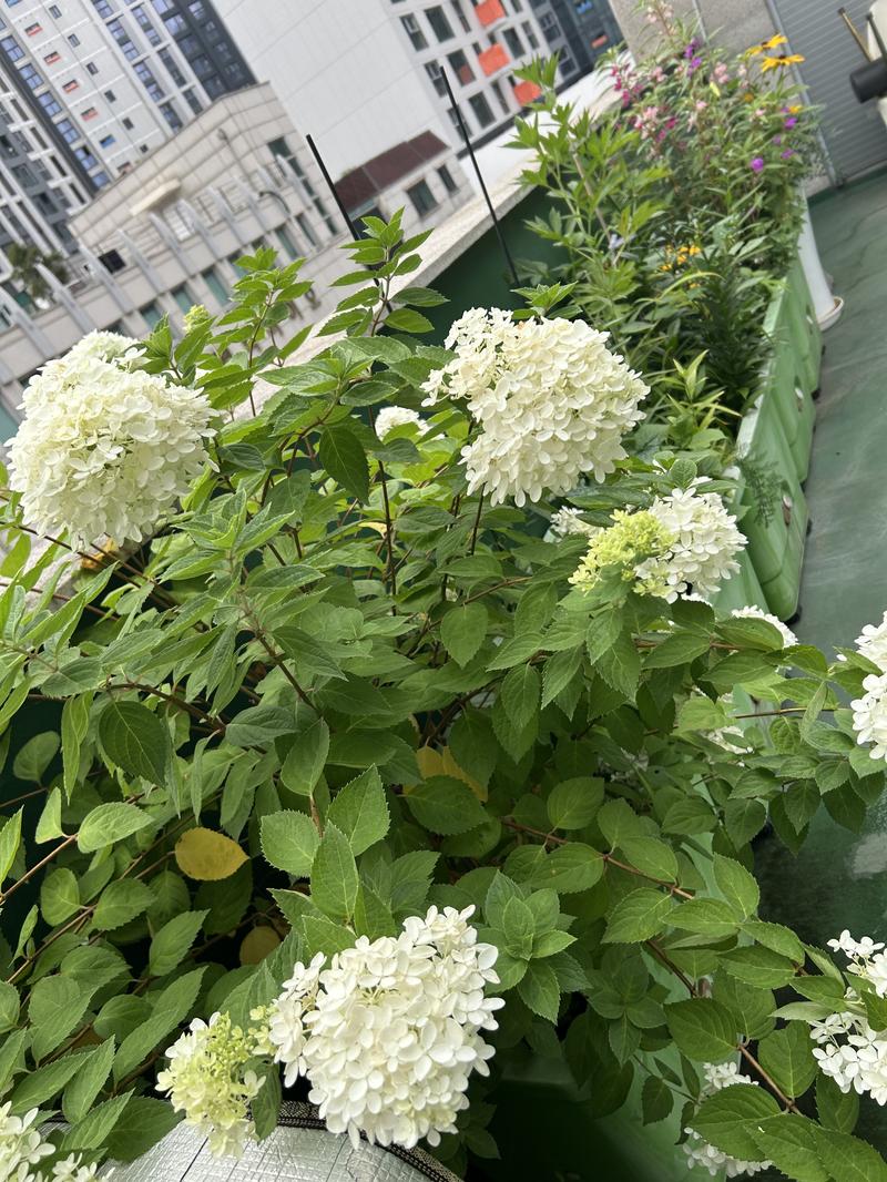 235149625_qX5MVnhs_3f76518685bae1a9bb079652308ca15f4178c1b6.jpg 이미지크게보기